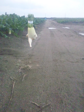 Illustration for article titled How a Japanese Radish Became an Internet Hero
